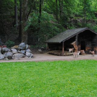 Ziegengehege - Ziegengehege Bad Berneck in der ErlebnisRegion Fichtelgebirge